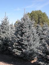 Colorado Spruce